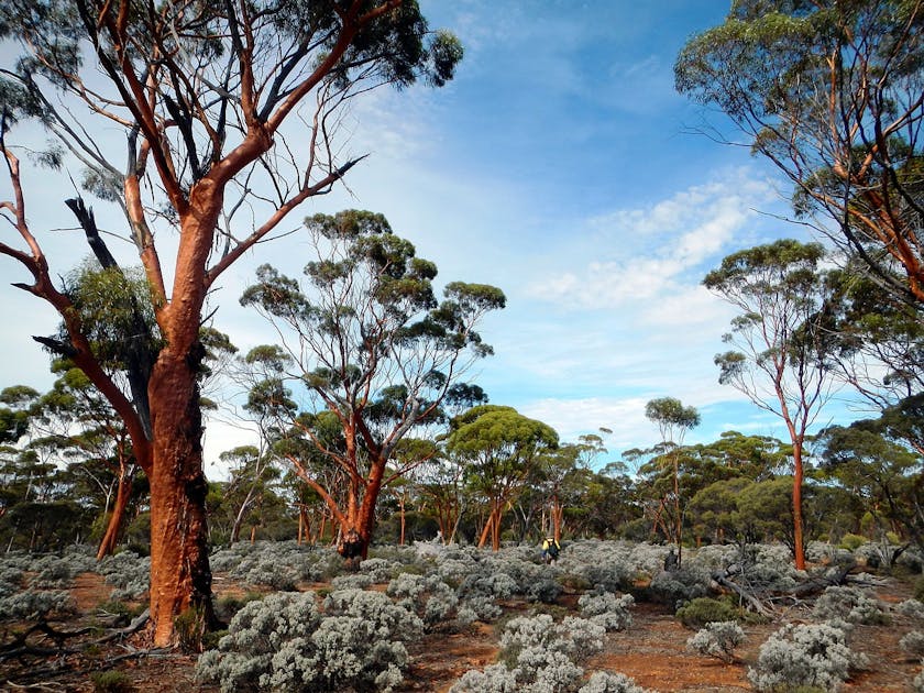 South Australian Mediterranean Forests, Woodlands & Scrub (AU5) One Earth